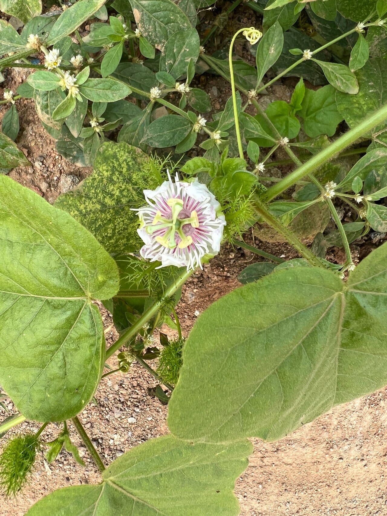 Passiflora 10
