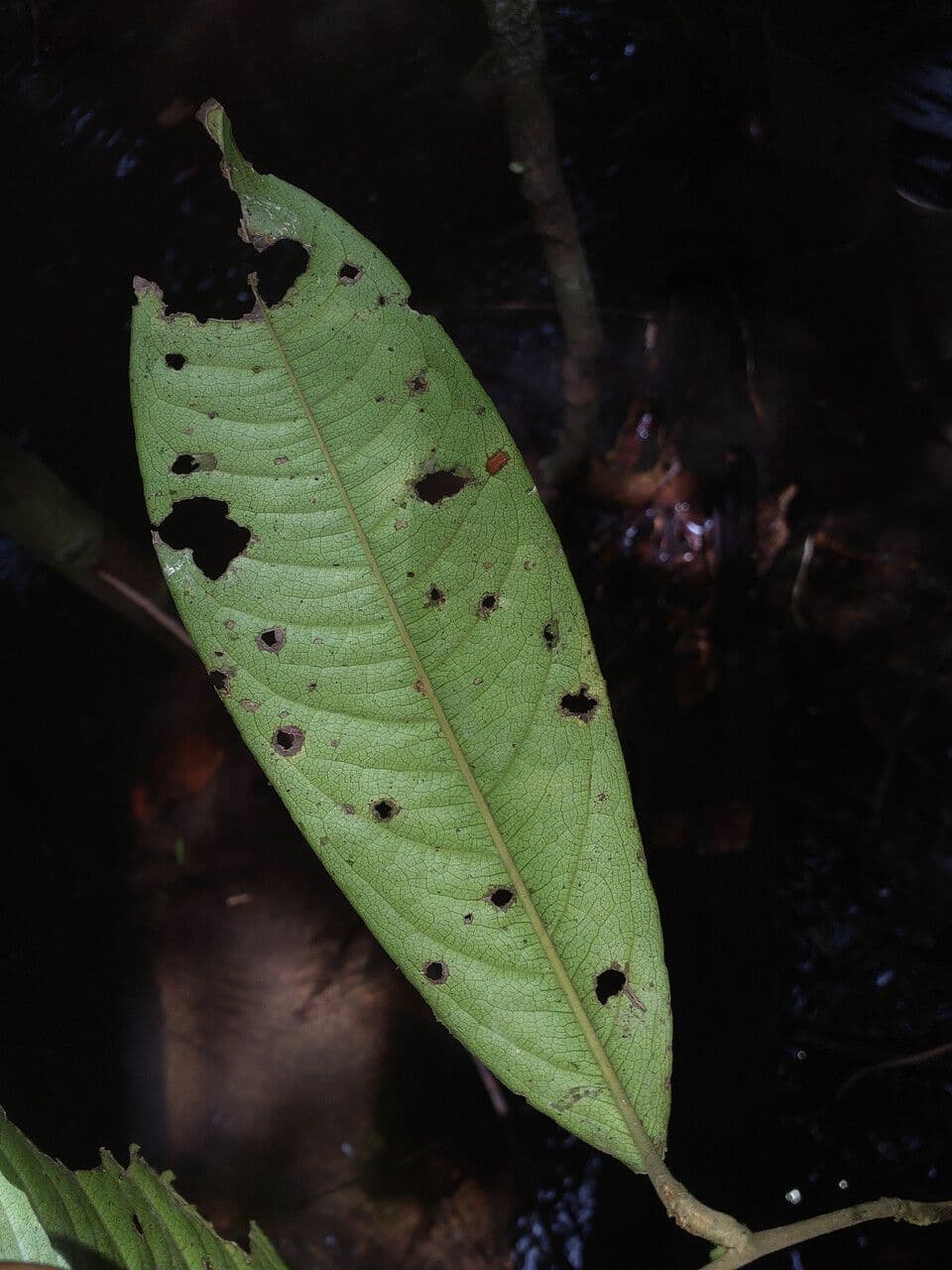 Eschweilera 8