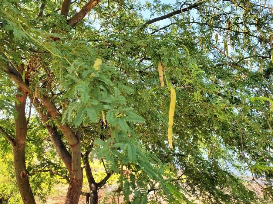 Prosopis 2