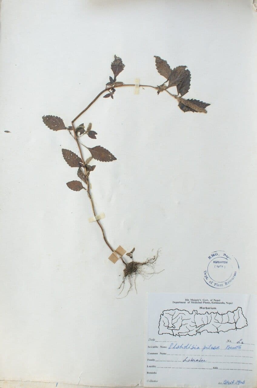 Elsholtzia