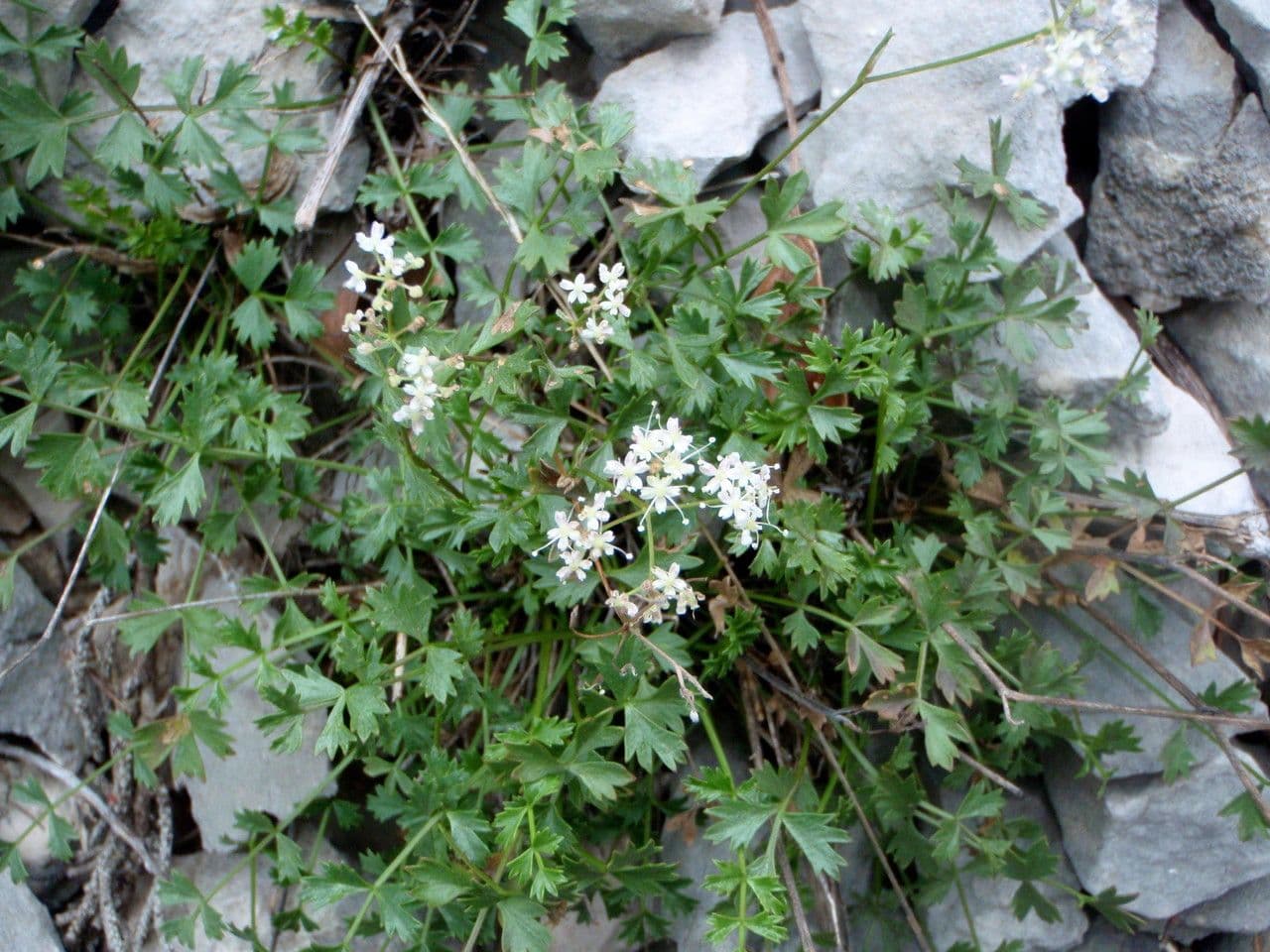 Pimpinella tragium 12