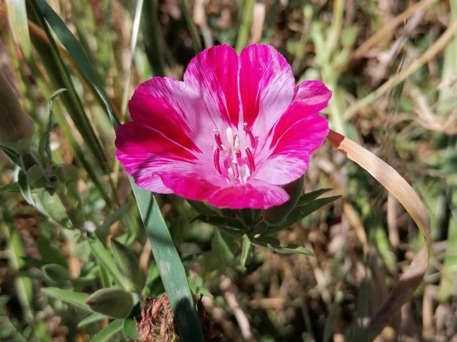 Clarkia amoena 4