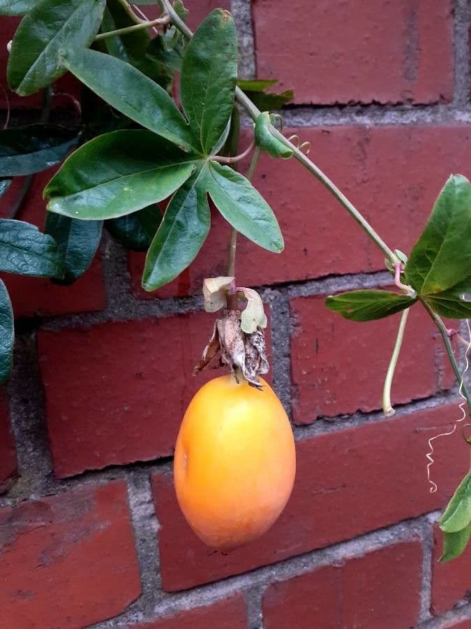Passiflora azzurra 3
