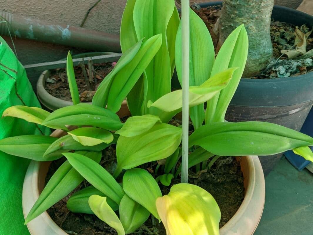 Eucrosia dwubarwna 6