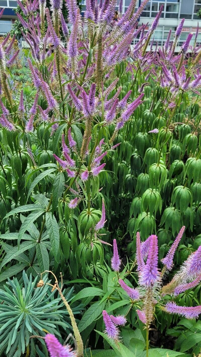 Veronica virginica 15