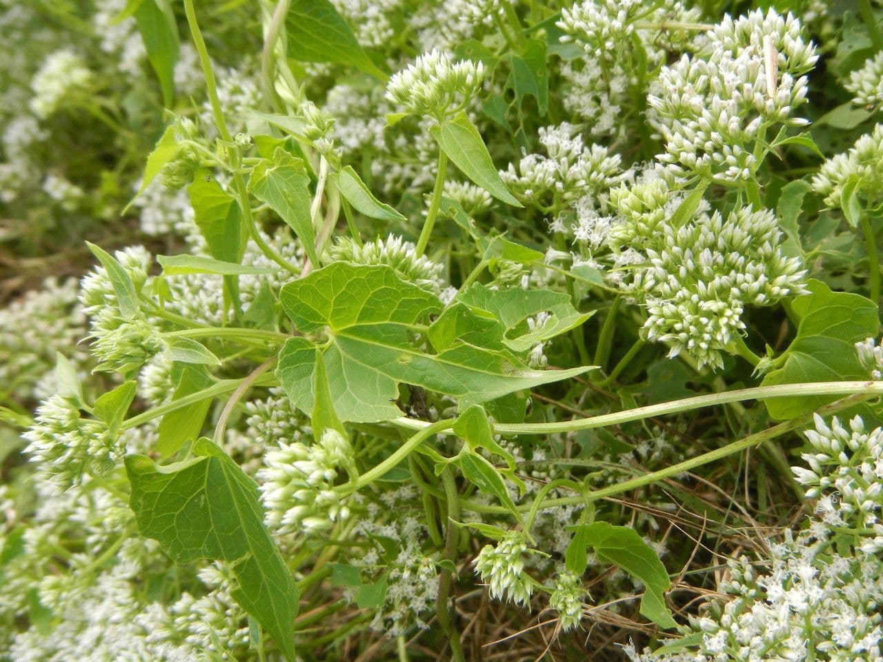 Mikania scandens 10