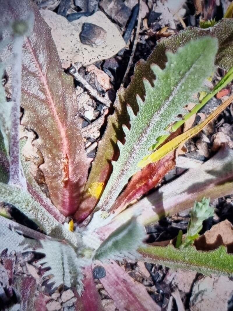 Tolpis 11