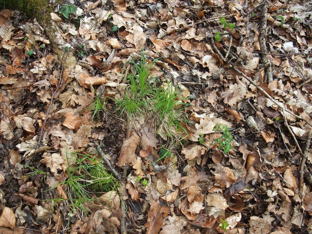 Berg-Segge 12