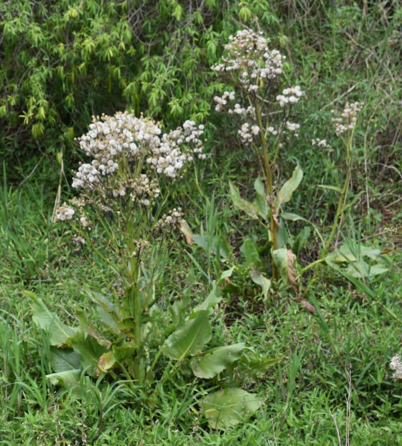 Senecio 8