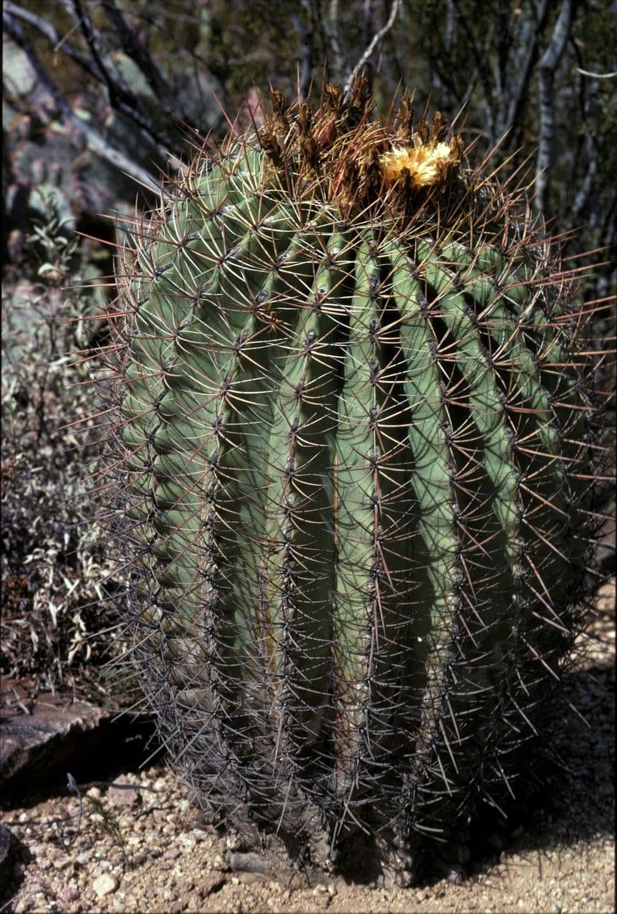 Cactus a botte di Emory 9