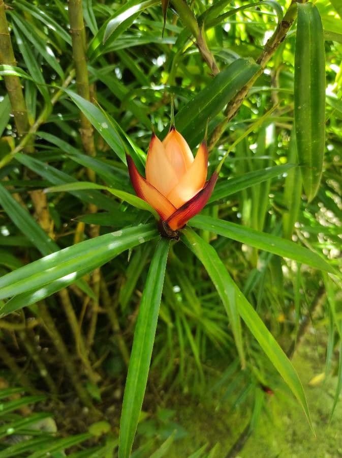 Freycinetia 7