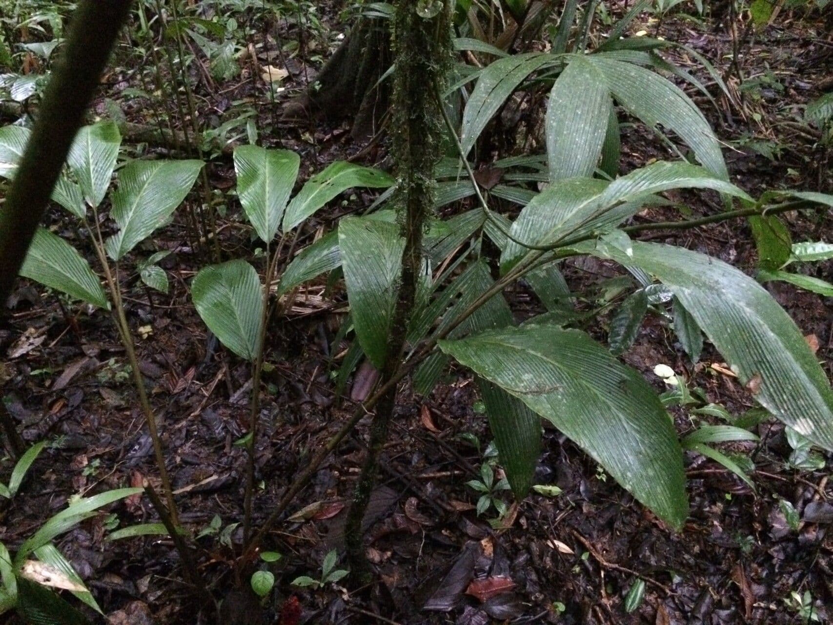 Renealmia 11