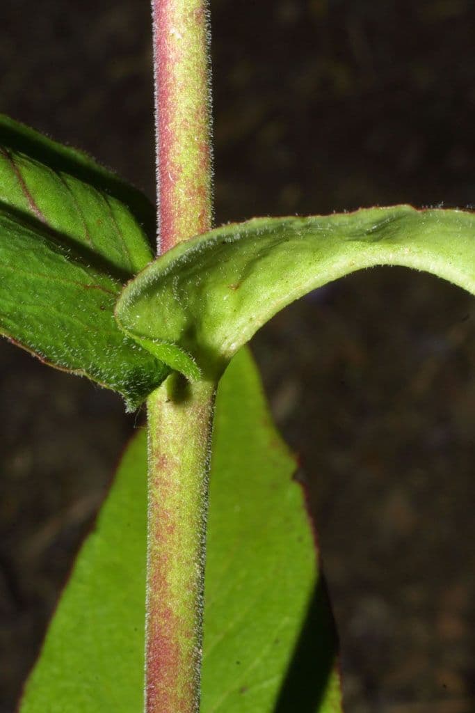 Penstemon 17