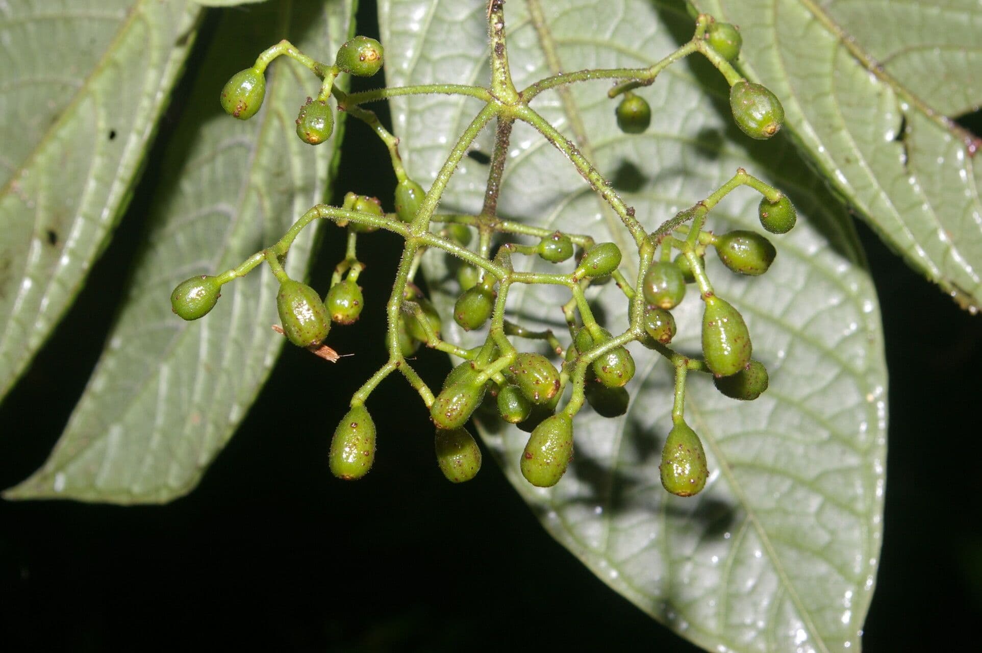 Psychotria di Neill 3