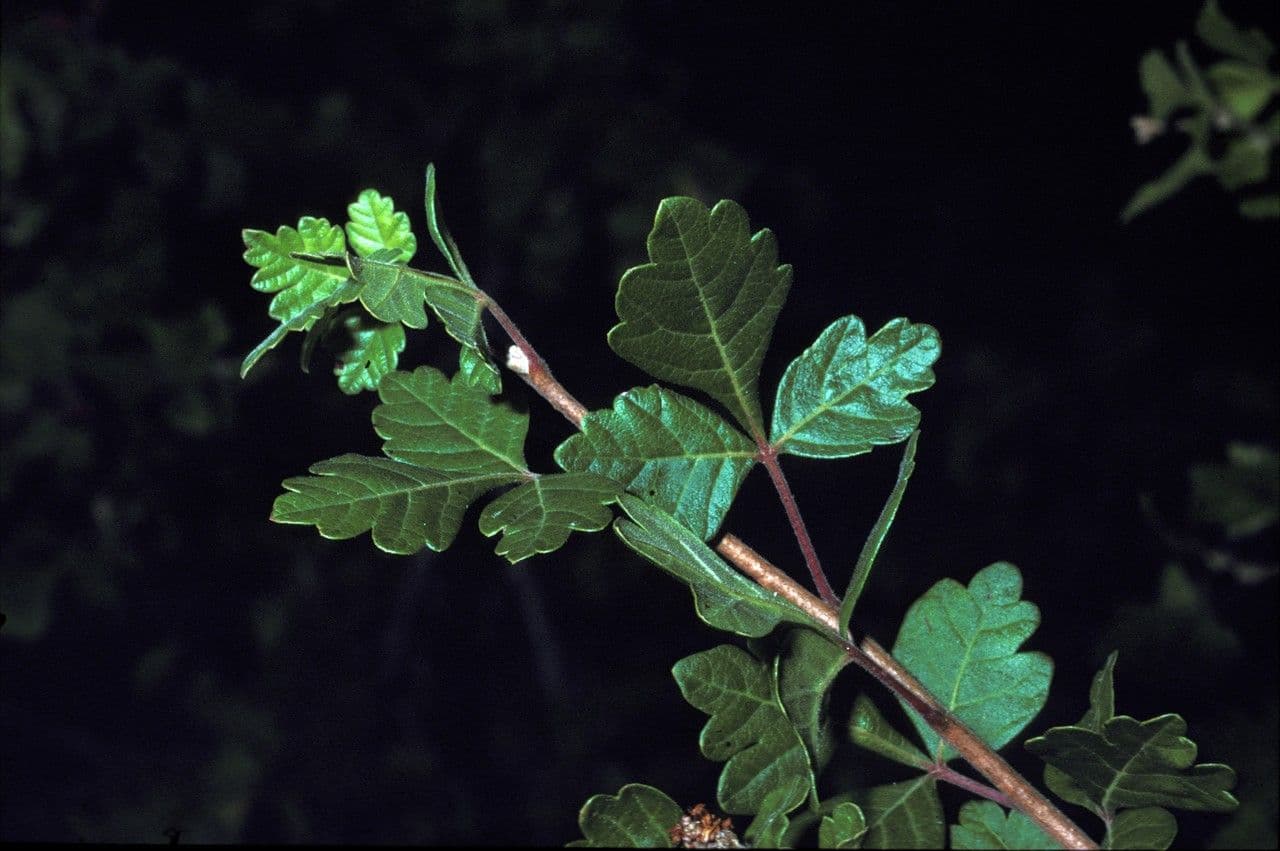 Sumac trilobé 6