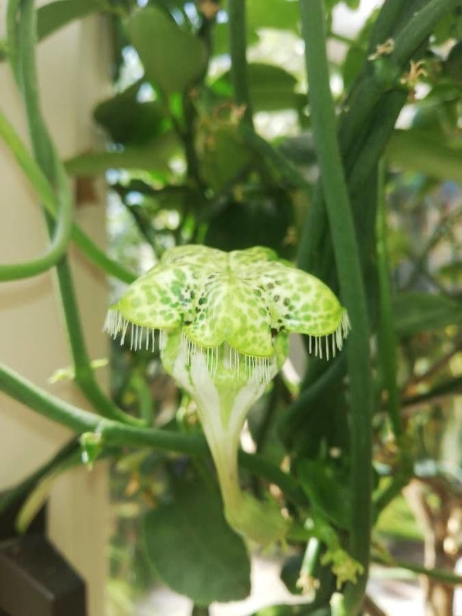 Brunnenblume 3