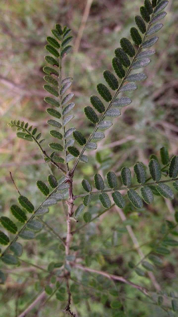 Eysenhardtia 11