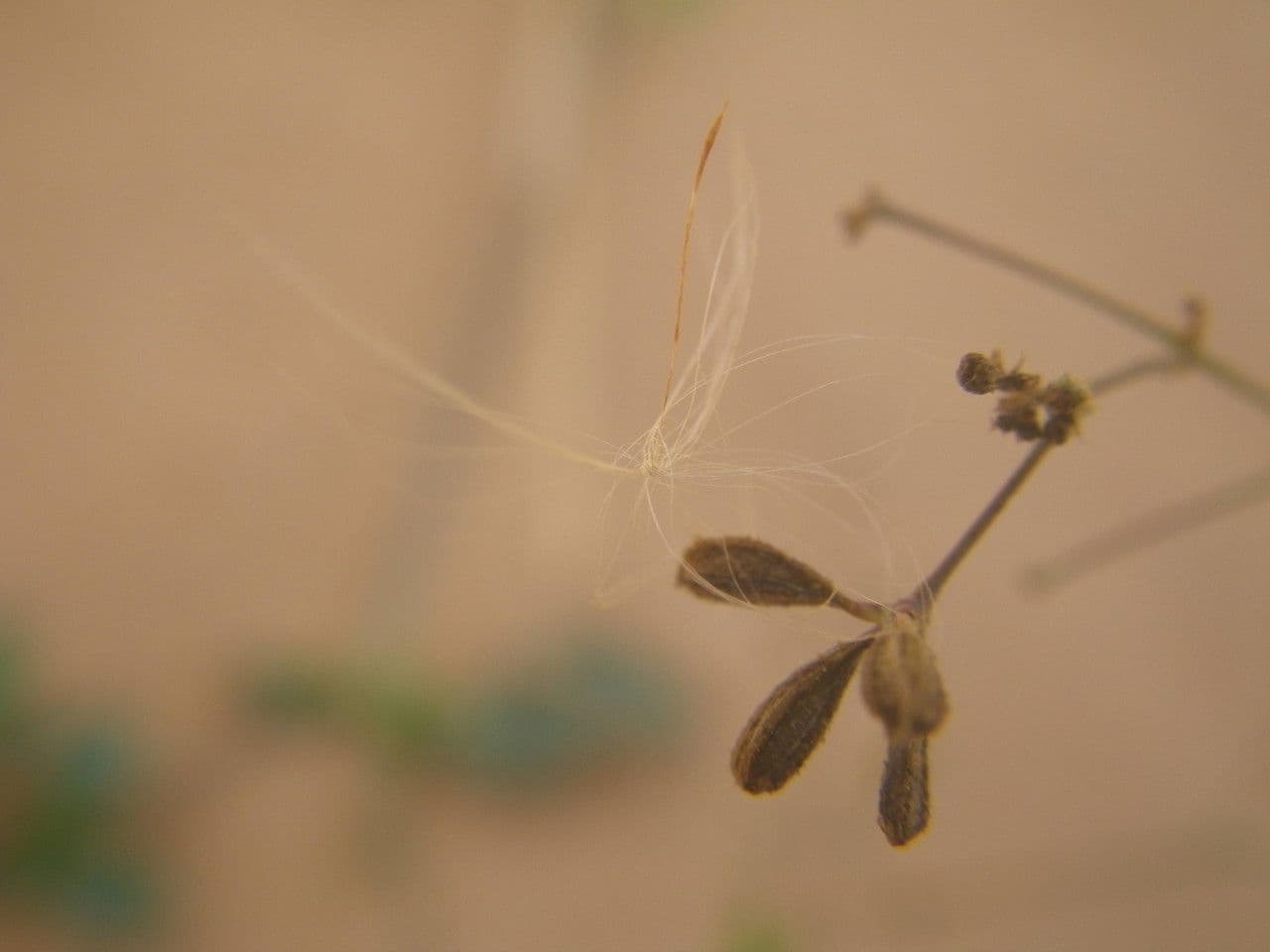 Boerhavia diffusa