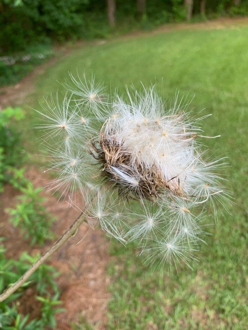 Texas-Distel