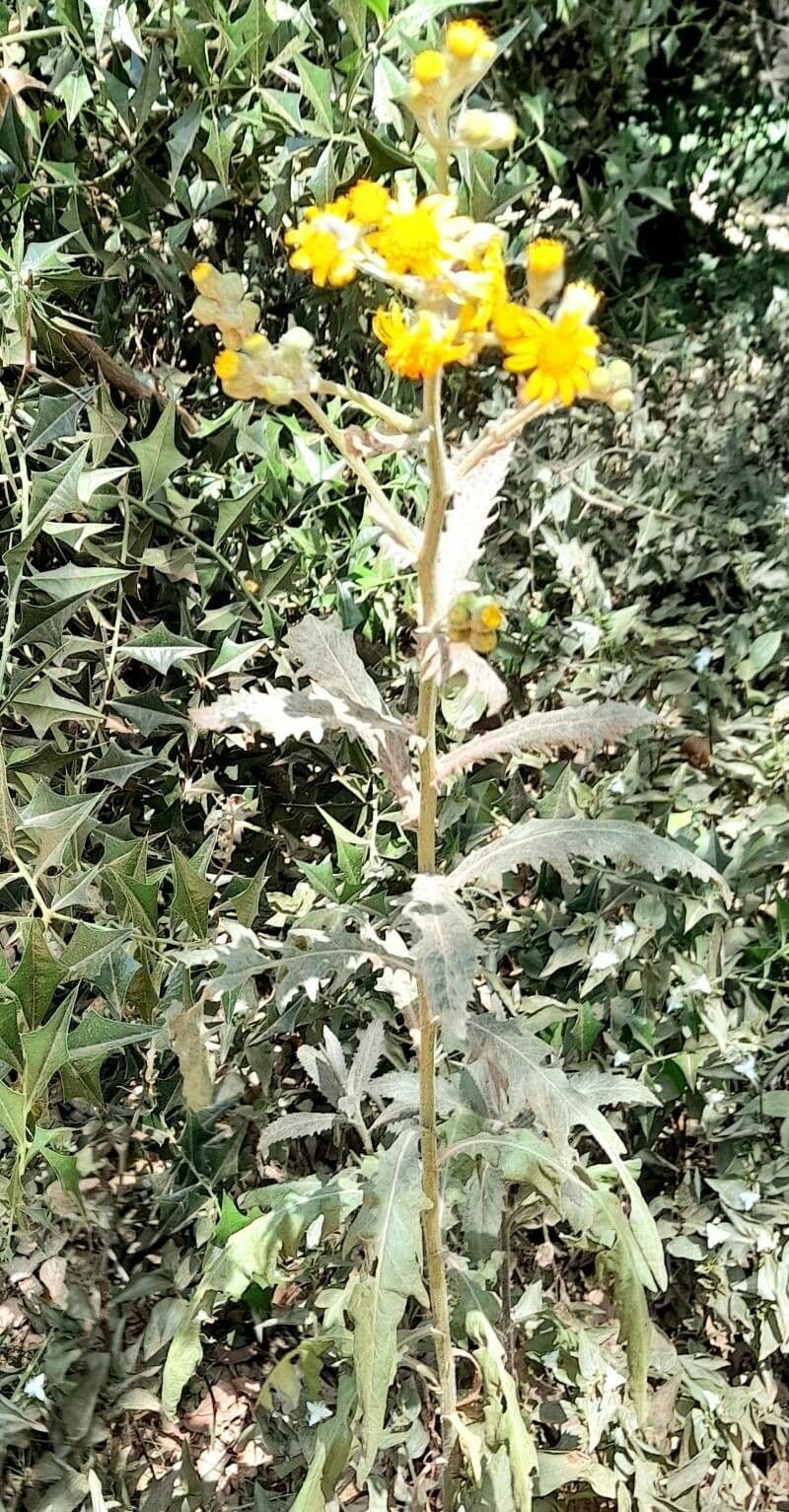 Senecio pterophorus 15