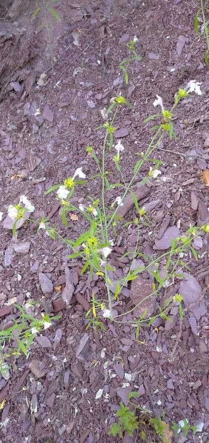 Galeopsis reuteri 9