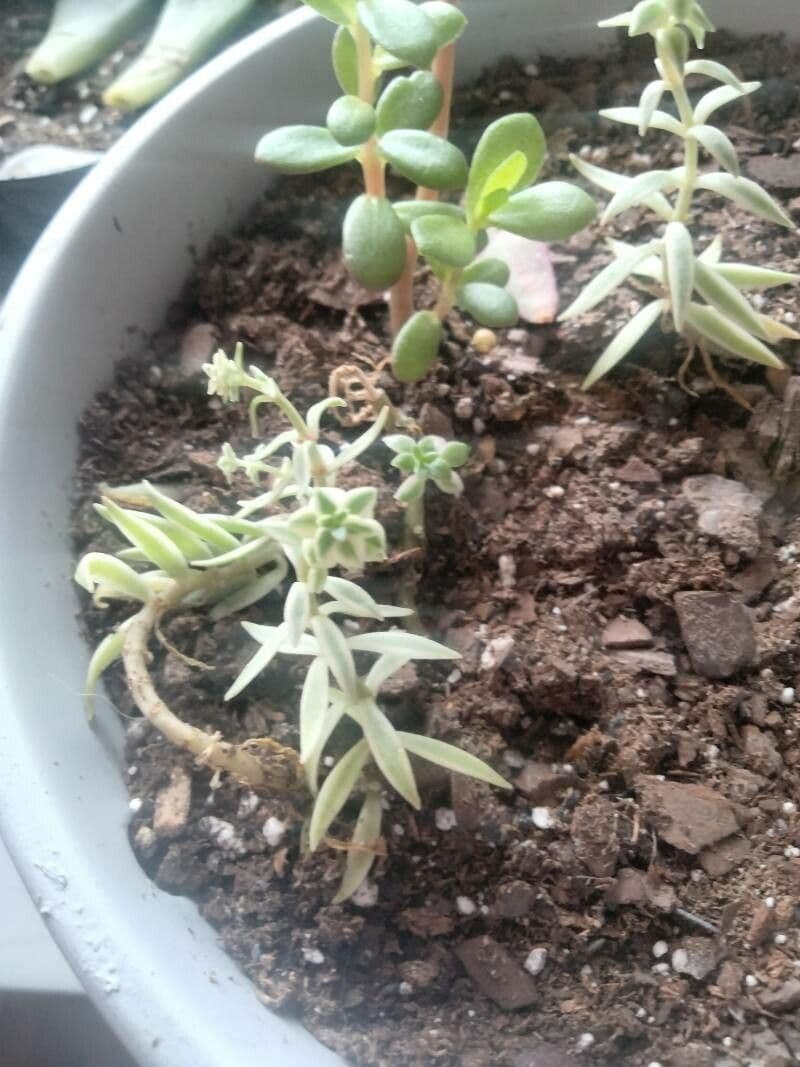 Borracina lineare 13