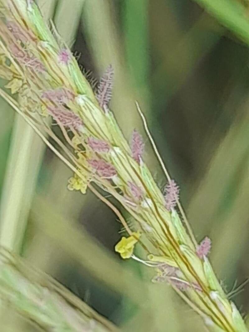 Dichanthium annulatum 5