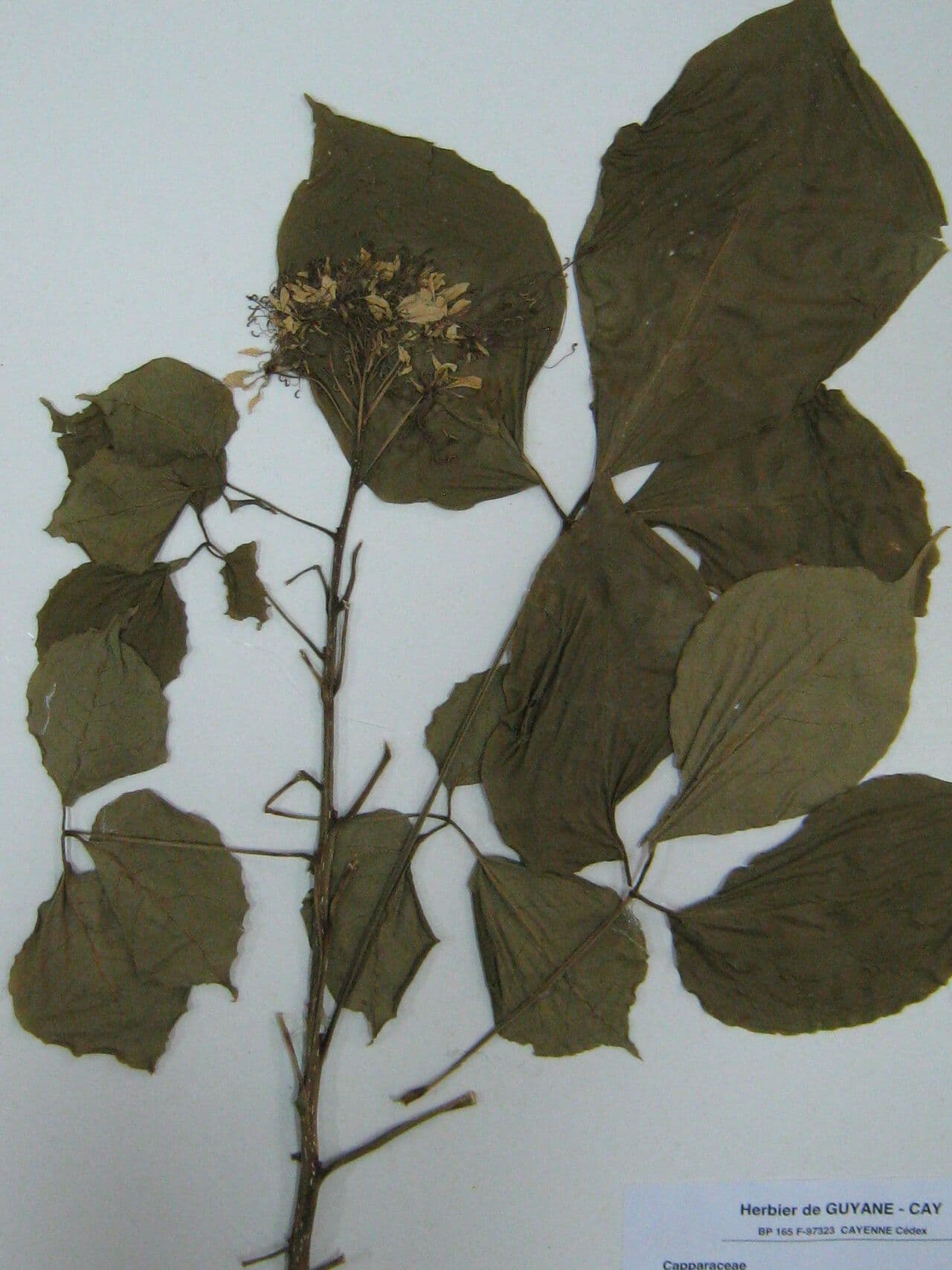 Crateva tapia 16