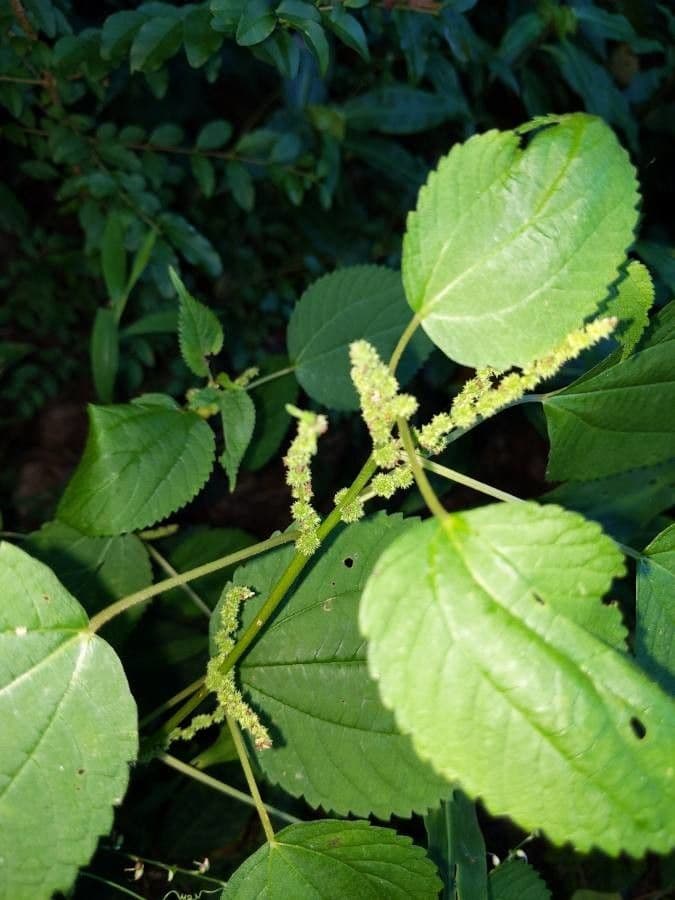 Boechmeria