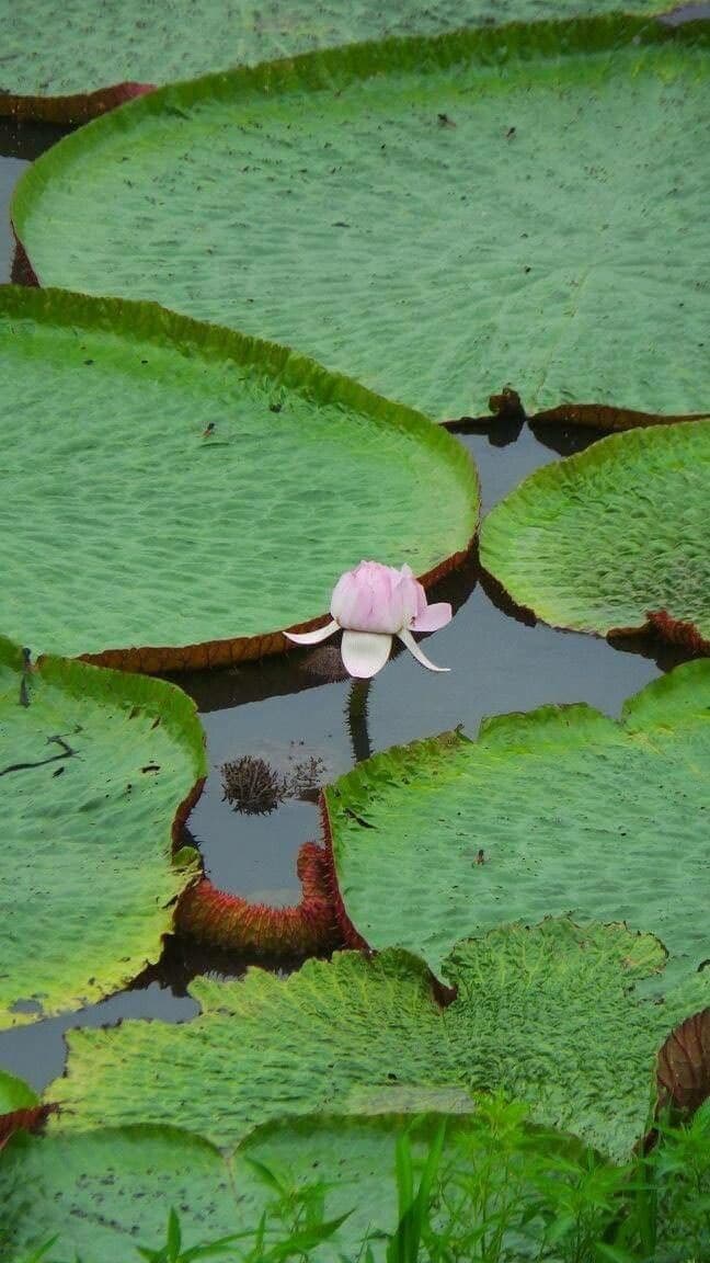 Riesen-Seerose 3