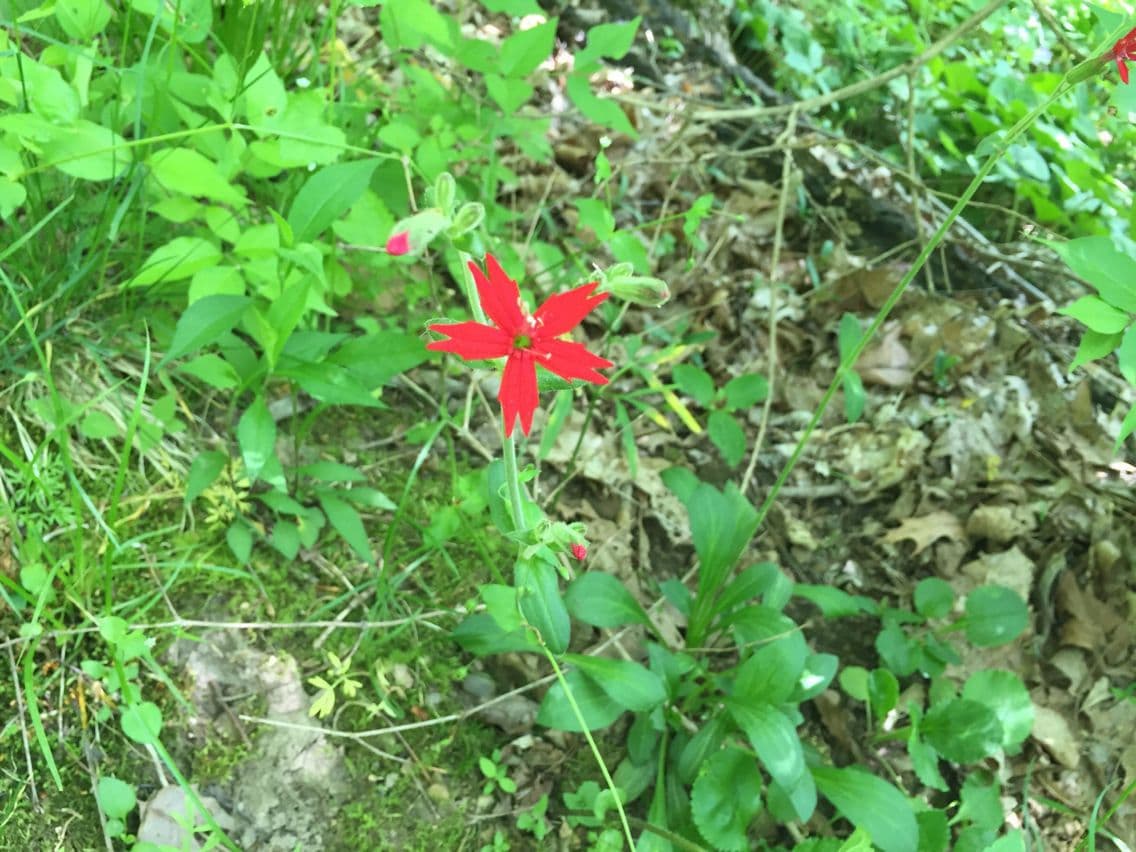 Silene virginica 9