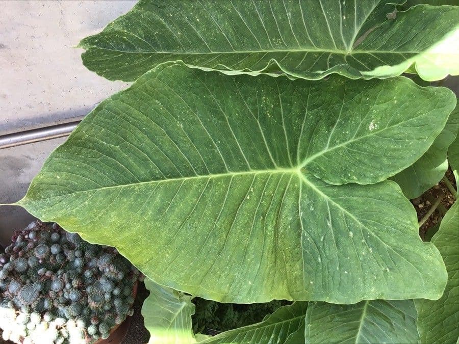 Sauromatum 2