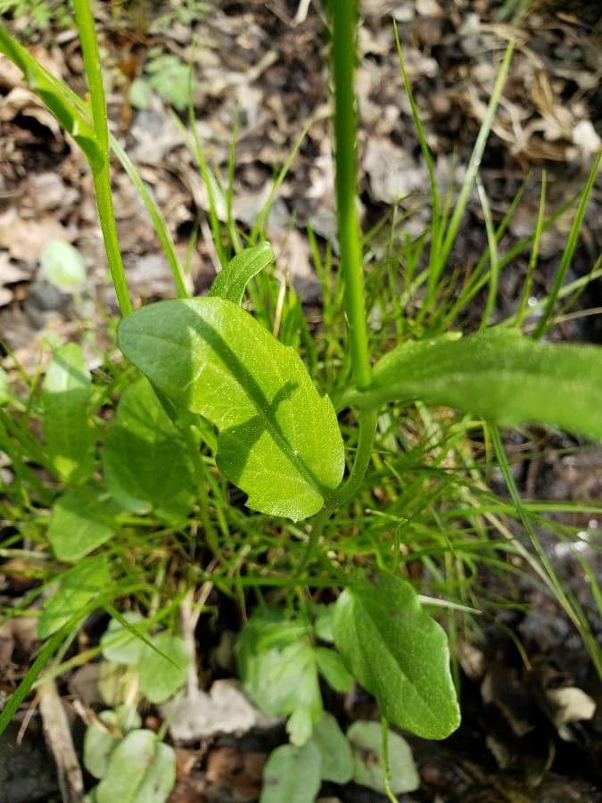 Bisetella bulbosa 8