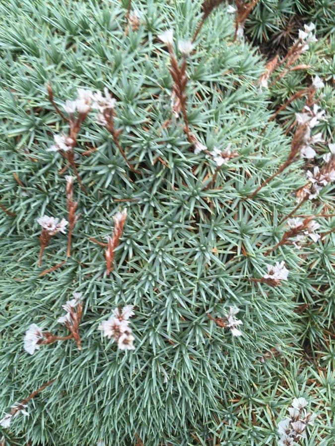 Acantholimon 4