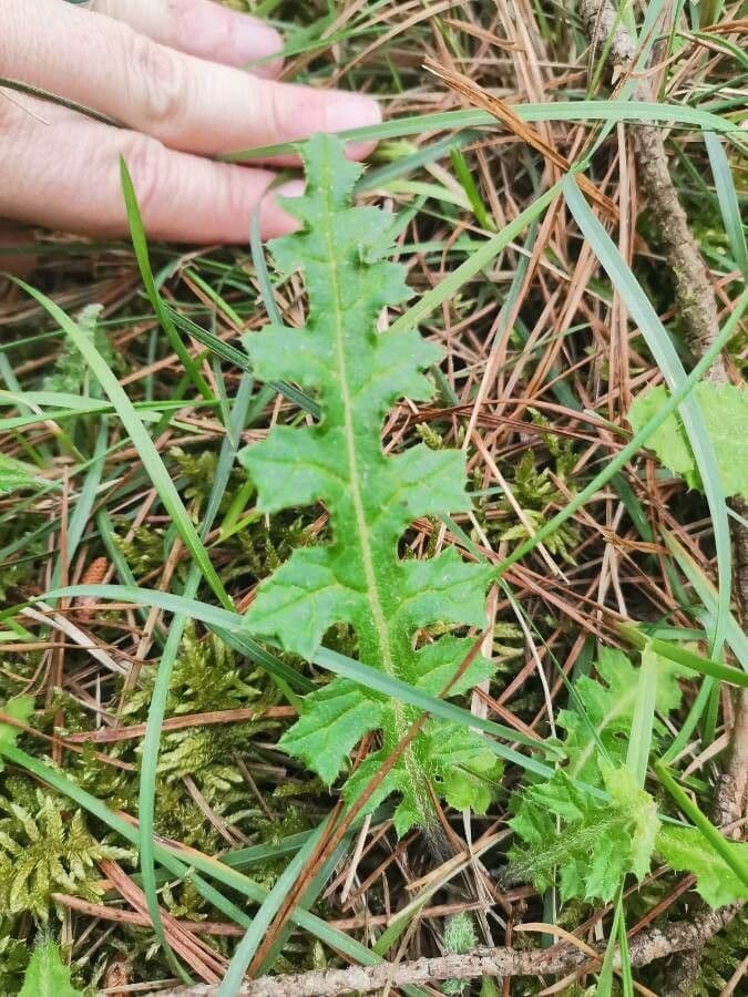 Cirsium filipendulum 12