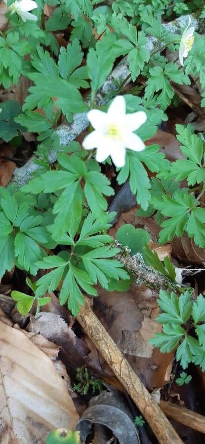 Fünfblättrige Anemone 3