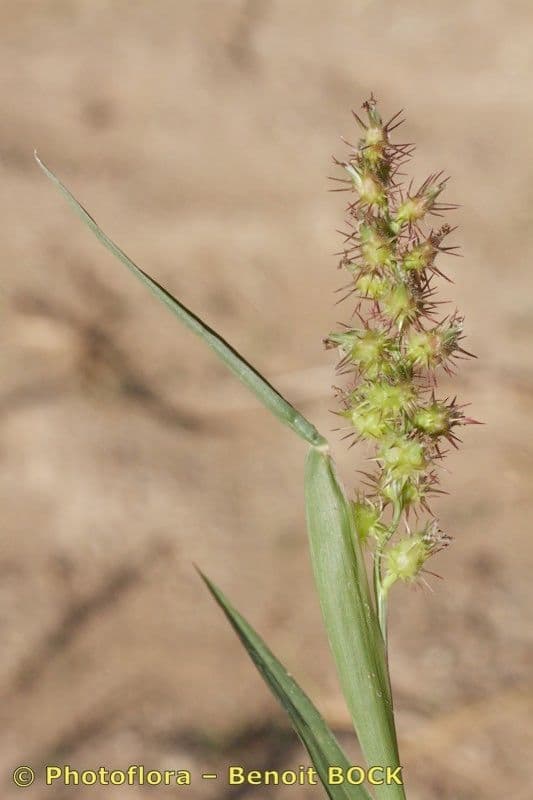 Cenchrus longispinus 22
