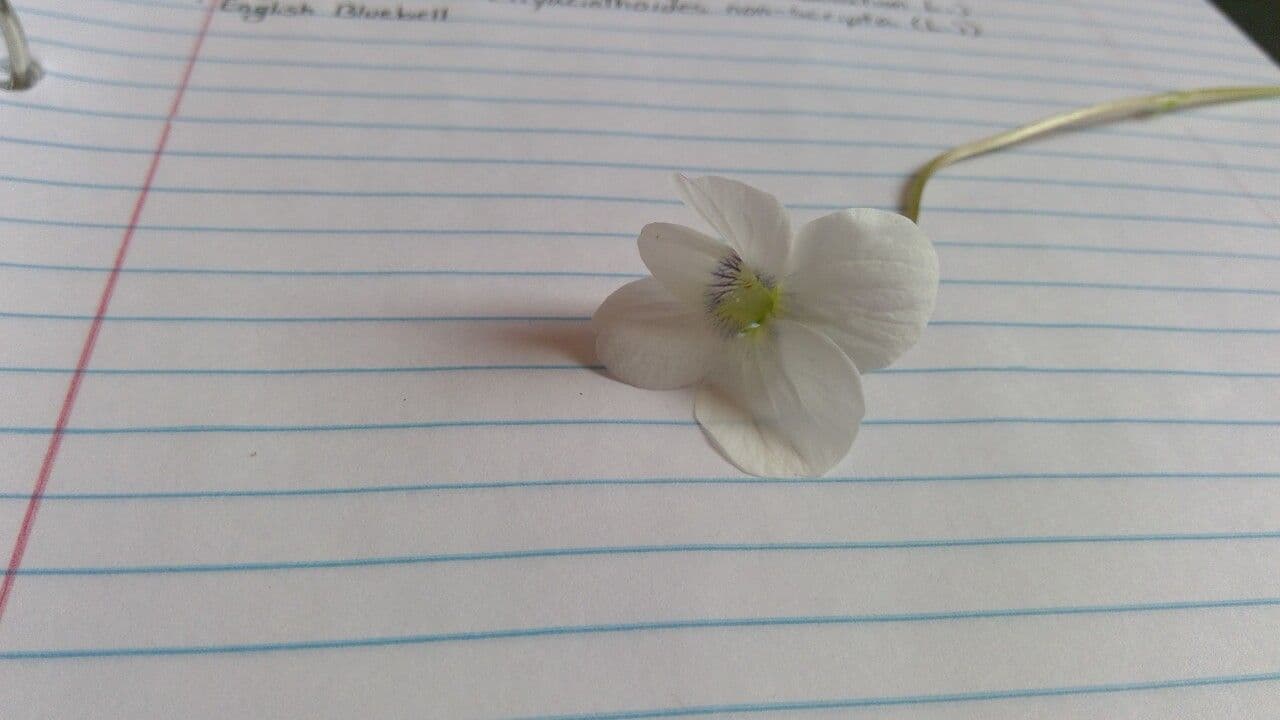 Viola pallida 3