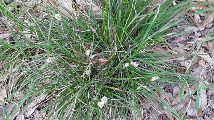 Dwarf sedge 6