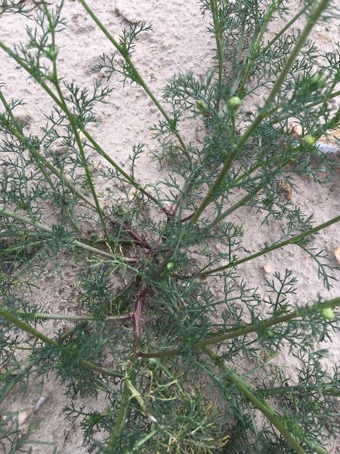 Scentless mayweed 17