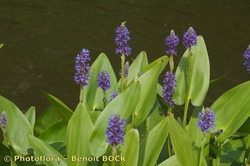 Pontederia 29