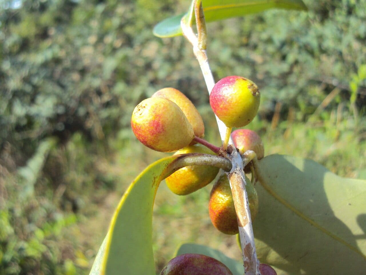 Eugenia 4