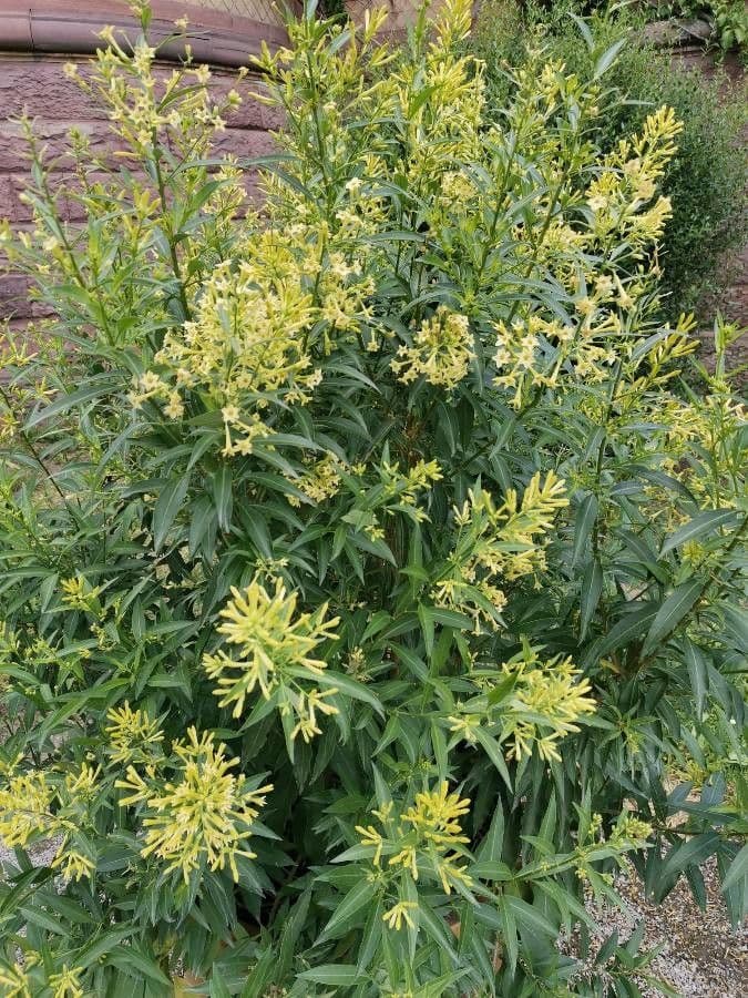 Cestrum 11