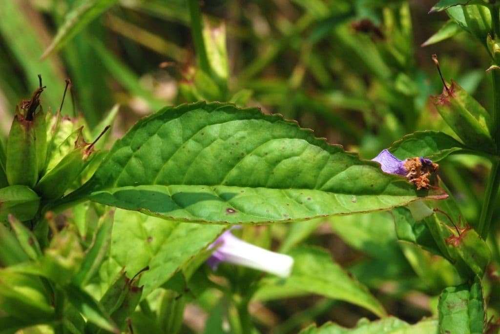 Sharp-wing monkey-flower 14
