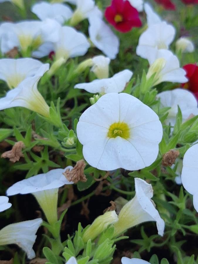 Kleinblütige Kalibrachoa 23