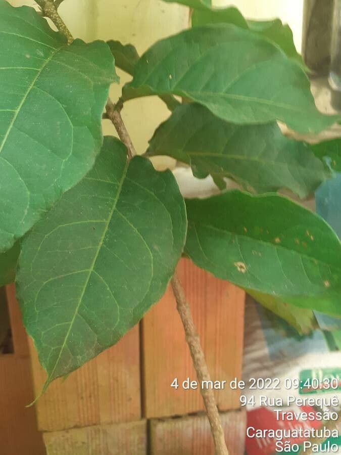 Bunchosie 15