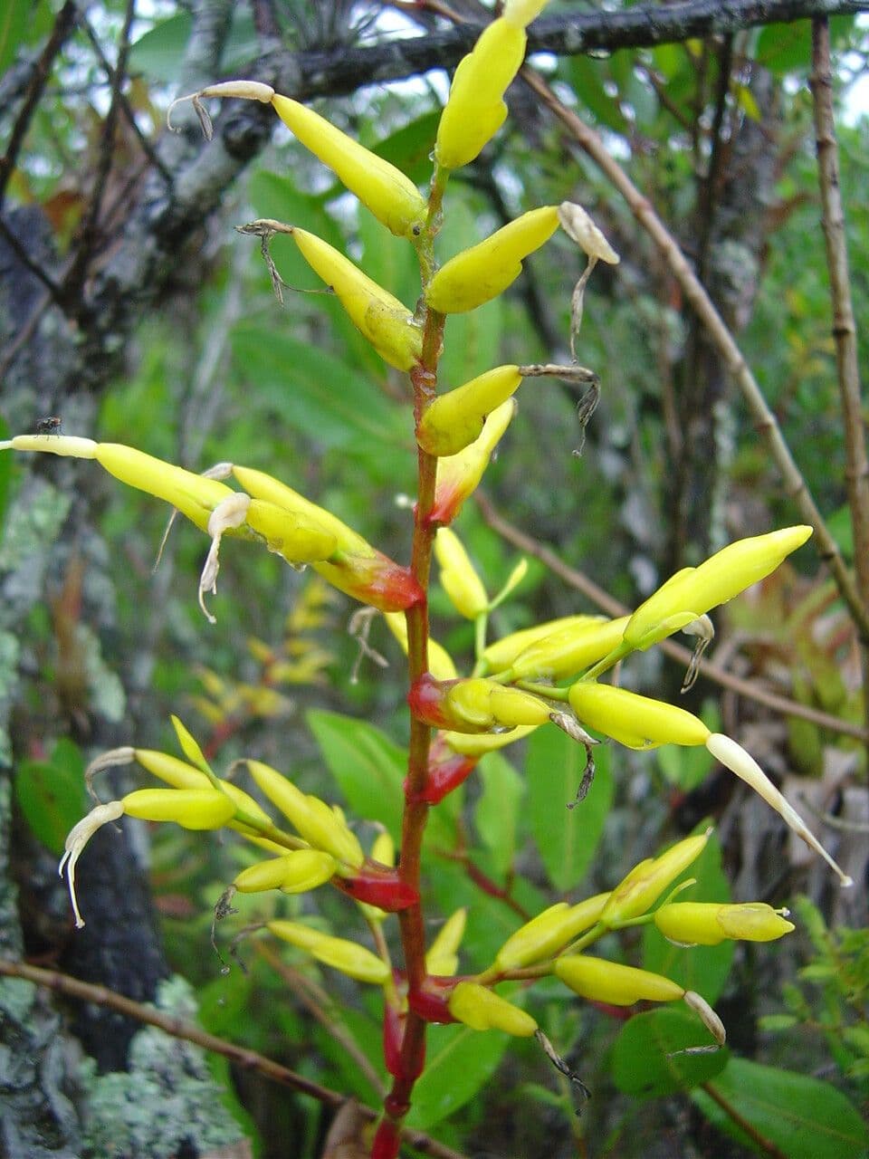Vriesea 2