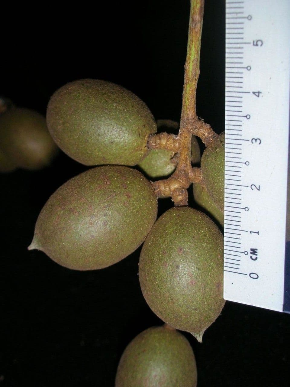 Talisia