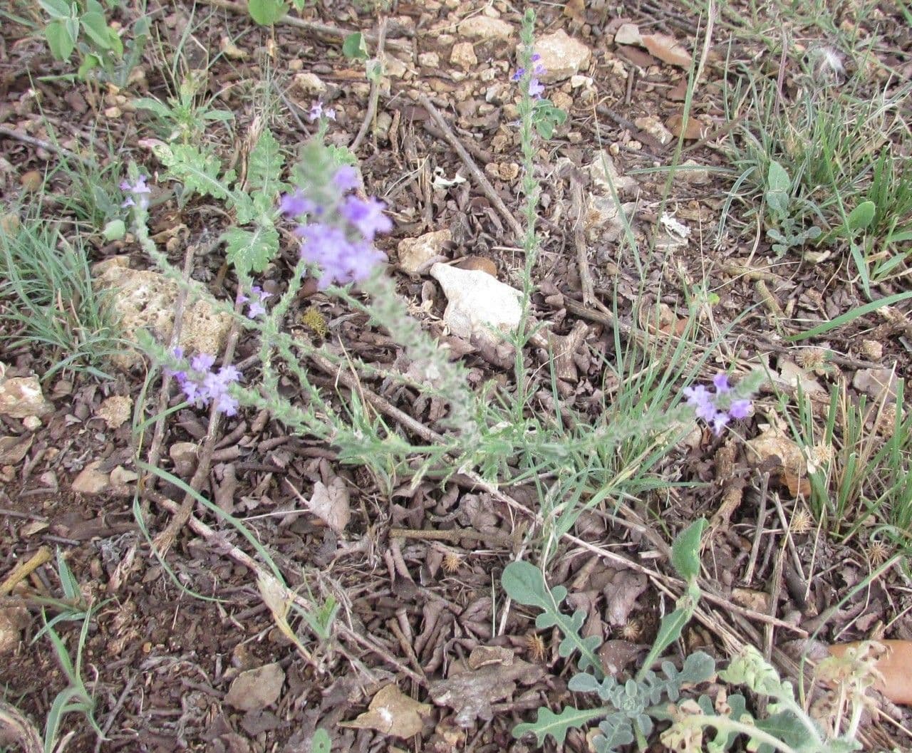 Verbena grigia 8