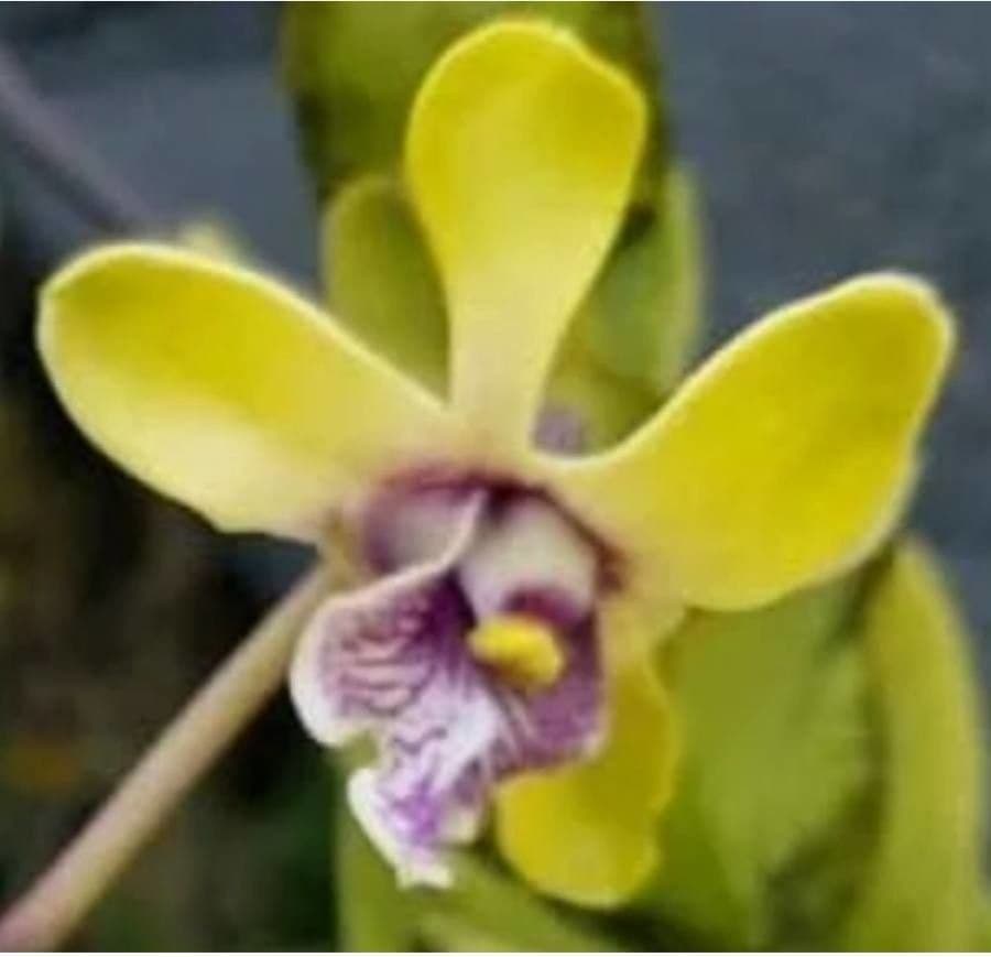 Dendrobium 10